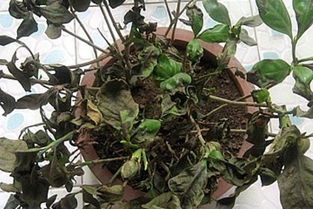 栀子花叶子干枯，是缺水吗