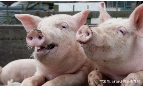 长期仅用玉米喂母猪有什么潜在危害？