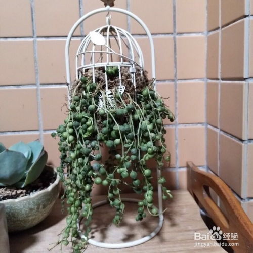 珍珠吊兰叶子如何种植？能否快速繁殖