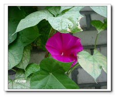 学习绘制牵牛花种子的乐趣之旅