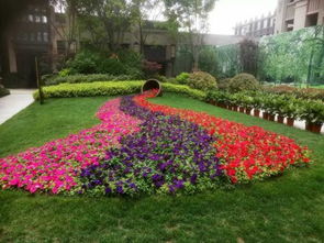 北方的冬季， 那些不怕冷的花儿们