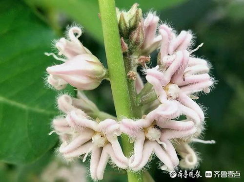 揭秘：龙骨花白色汁液的神奇功效，是否真的有毒？