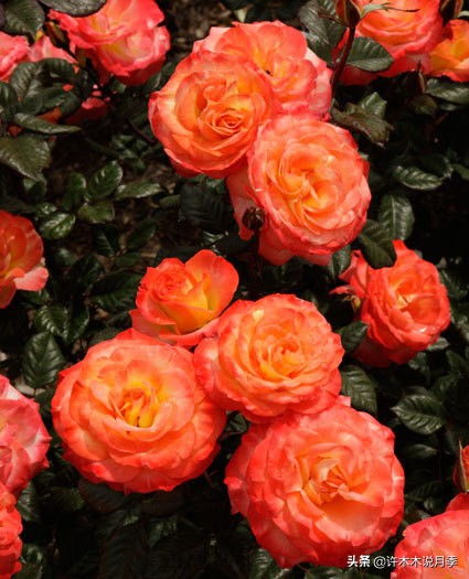 网购月季种植注意事项