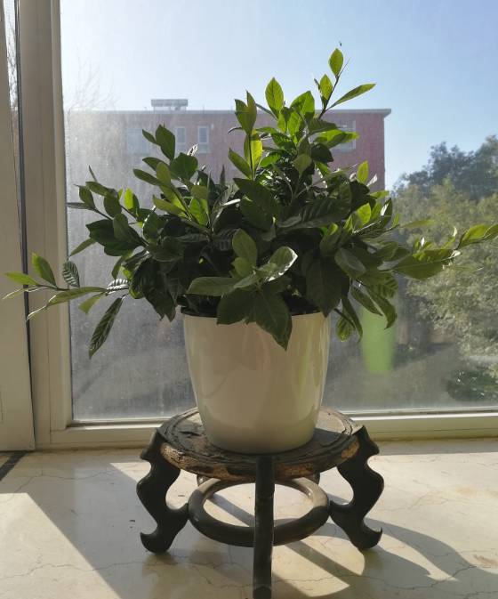 想学园林植物与观赏园艺？如何快速掌握植物配置技巧