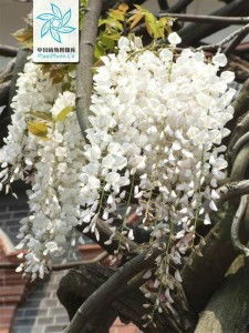 白花紫藤，清新雅致