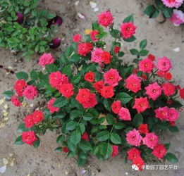 移植土球不解包裹物， 束缚得太紧