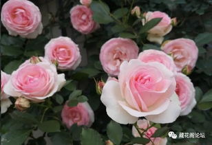 秋季移栽：准备进入休眠期