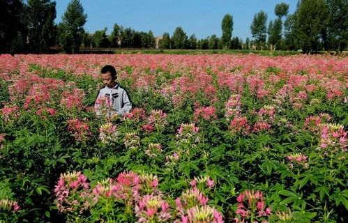 生态园的生意经