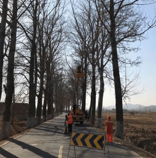 4. 白桦：白色精灵的守护者