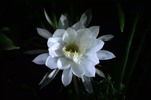 昙花为何突然不爱开花？
