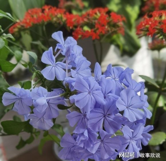 冬季养花，需注意温度、光照、水分等