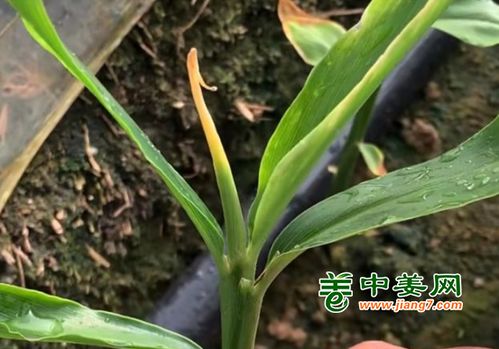 春雷霉素的环保特色