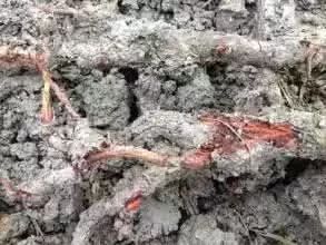 石斛根腐病是真菌感染，导致根部腐烂