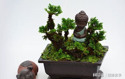 干燥环境如何养卷柏？保持土壤微湿是关键吗