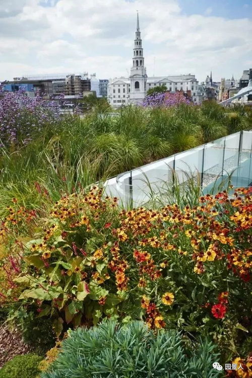 4. 姬岩垂草：金黄色花朵， 醒目耀眼