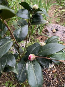塑料袋套住也行