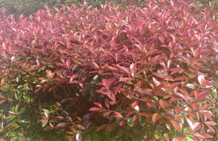 红叶石楠， 种植技巧大分享