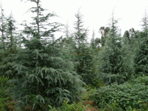 哎呀，这雪松胸径怎么算呢？