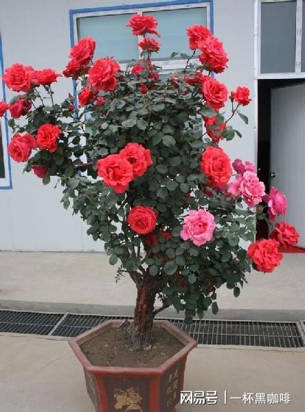 月季花开geng艳丽， 香气geng浓郁的秘诀