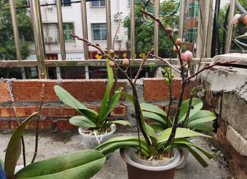 施肥与修剪：蝴蝶兰的营养餐