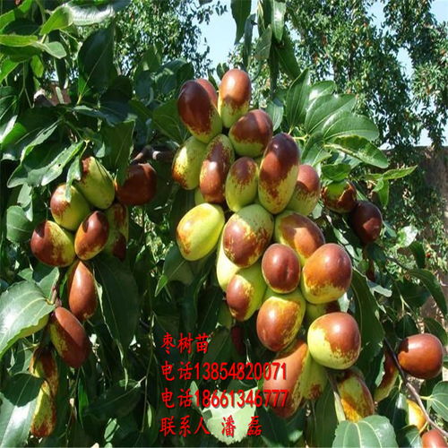 冬枣树，落叶小乔木