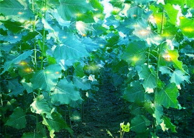 合欢：花美但耐寒性差