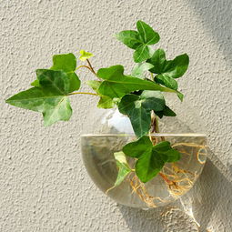 家庭水培植物有哪些适合养殖？