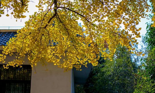 秋日限定：银杏+红枫的“黄金搭档”