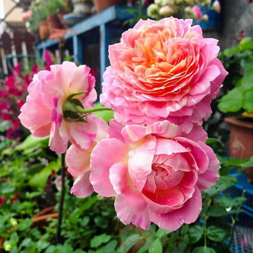 月季花开，阿巴德月季Aubade来啦！