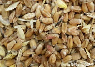 吡唑醚菌酯氟环唑如何科学配比防治赤霉病爆发Zui有效？