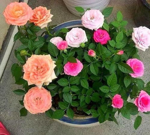 将月季花放室内养，真的好吗