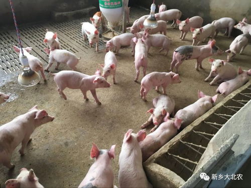 液态发酵饲喂，农业养殖新宠