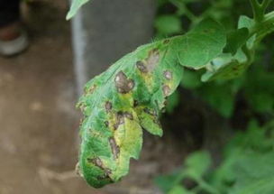 叶斑病怎么来？