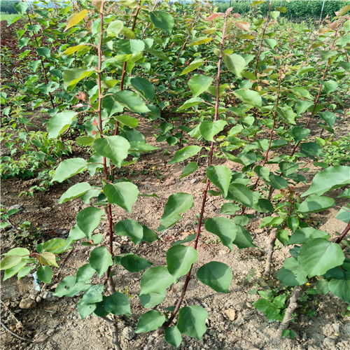 休眠期：播种的定时闹钟