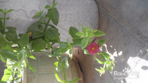 冰糖樱：自花授粉爆款花卉，品种独特，百度SEO推荐！