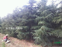 影响因素多，价格变动大