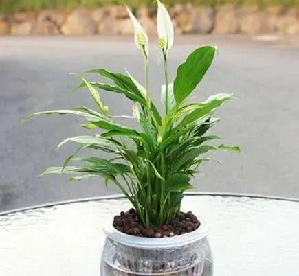 水培白掌叶子发黄怎么办？有没有有效的白掌水培黄叶急救指南