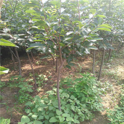 香樟树苗如何通过科学种植方法培育成健康的大树
