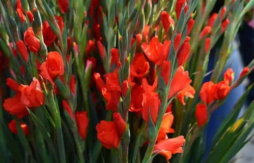 寓意解读:唐菖蒲背后的故事