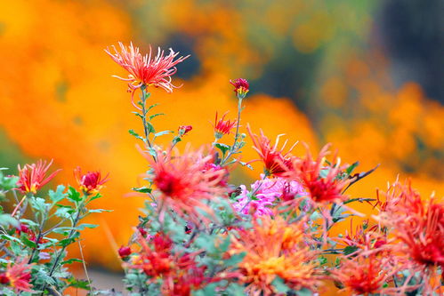 第一步：种源选择