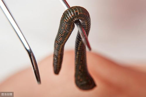 水蛭真的有32个大脑？这是一个令人惊讶的生物学现象