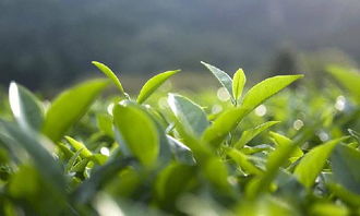 揭秘十大名茶价格：人工采摘茶叶一公斤多少钱？