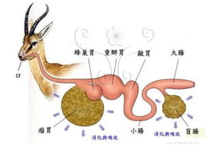 骆驼胃积食是骆驼消化系统疾病，表现为食欲减退、反刍异常