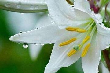 那它对百合花平安吗？