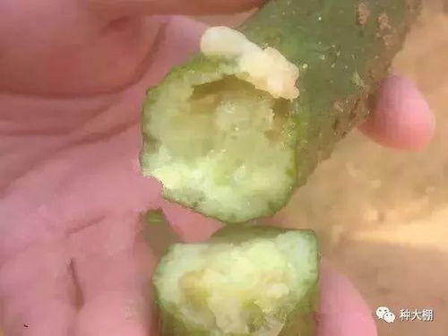 莴笋根部腐烂，是因土壤积水、细菌感染导致的病害