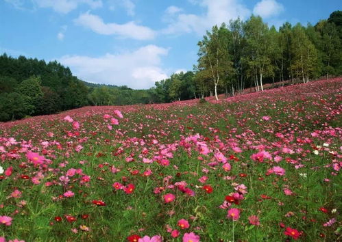 四、 草本植物：园林中的精灵