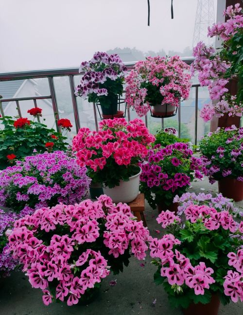 五、六月份种植荷花和蔷薇花，存活与开花揭秘！