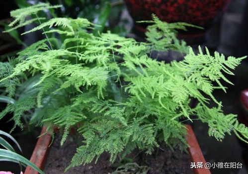 种子的催芽时间