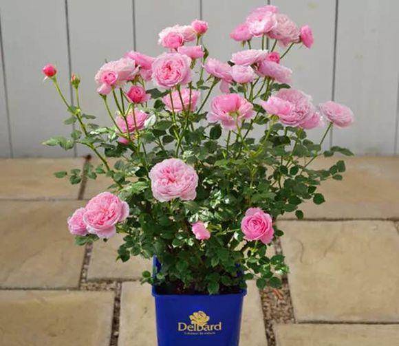 月季二次爆花秘籍：剪狠！