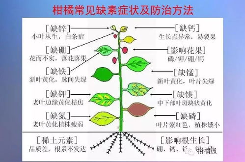 有效防止作物徒长